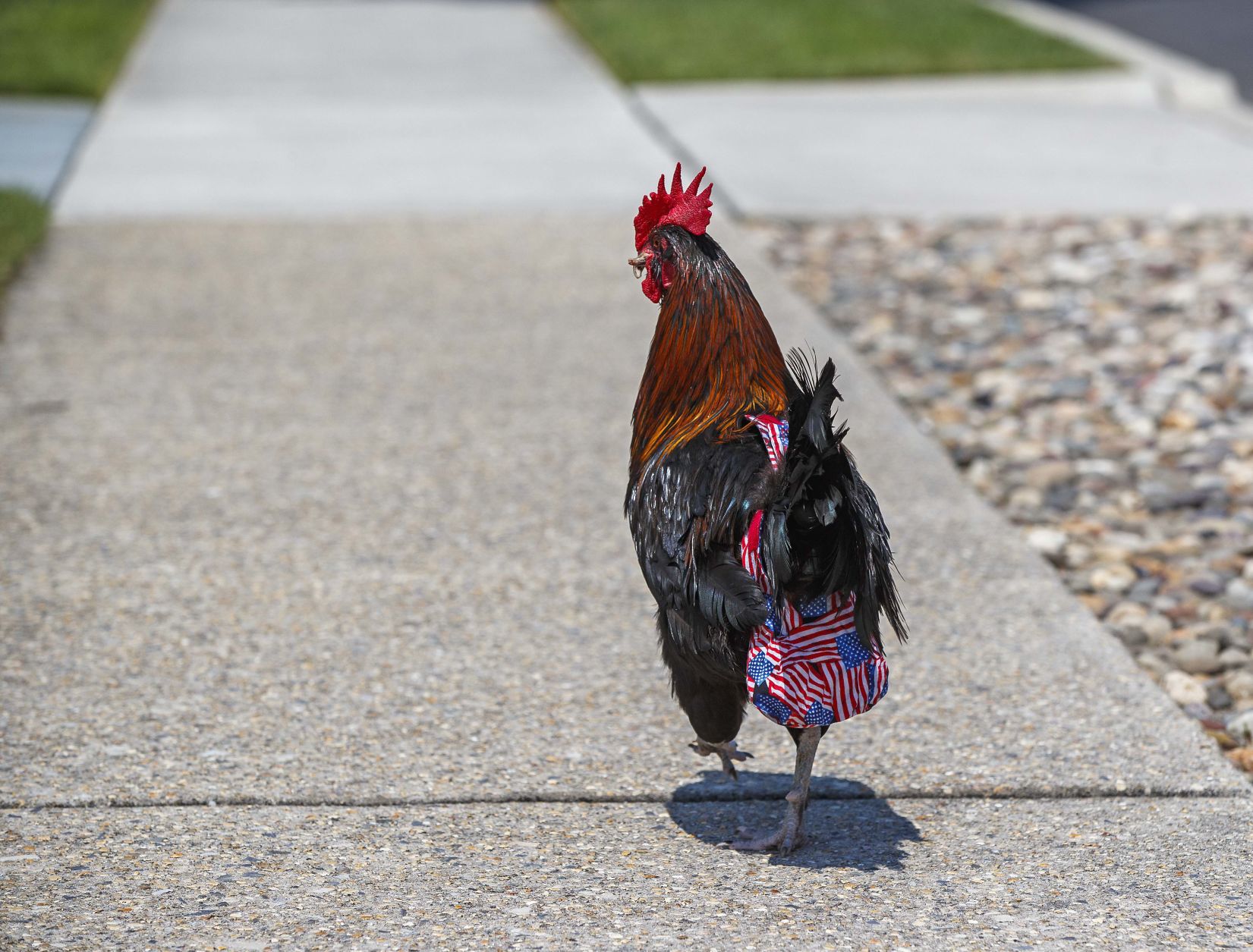 Bluff, an adventurous Rooster